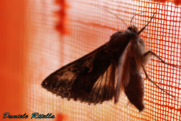 Altra richiesta di identificazione!